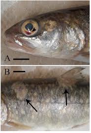 Image result for Salvelinus namaycush
