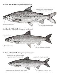 Image result for Coregonus huntsmani
