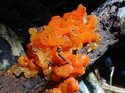 Attēlu rezultāti vaicājumam “Tremella ramalinae”