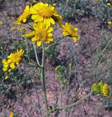 Attēlu rezultāti vaicājumam “Diderma hemisphaericum macro”