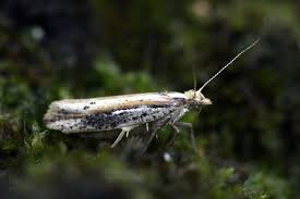 Attēlu rezultāti vaicājumam “Ypsolopha parenthesella”