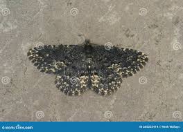 Attēlu rezultāti vaicājumam “Parascotia fuliginaria”