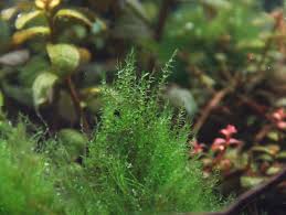 Attēlu rezultāti vaicājumam “Amblystegium serpens”