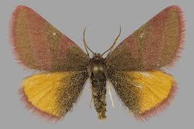 Attēlu rezultāti vaicājumam “Lythria cruentaria”