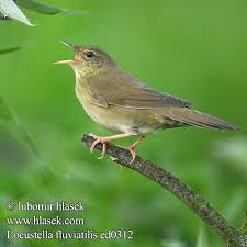 Image result for Locustella fluviatilis
