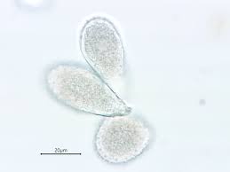 Attēlu rezultāti vaicājumam “Milesina murariae”