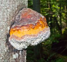 Attēlu rezultāti vaicājumam “Fomitopsis pinicola”