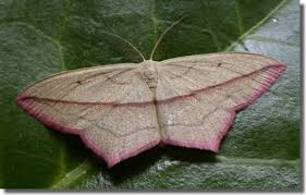 Attēlu rezultāti vaicājumam “Timandra comae”