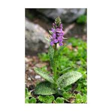 Attēlu rezultāti vaicājumam “Dactylorhiza maculata bud”