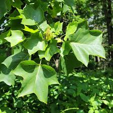 Attēlu rezultāti vaicājumam “Liriodendron tulipifera leaf”