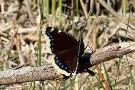 Attēlu rezultāti vaicājumam “Nymphalis antiopa upperside”