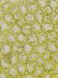 Attēlu rezultāti vaicājumam “Lophocolea minor”