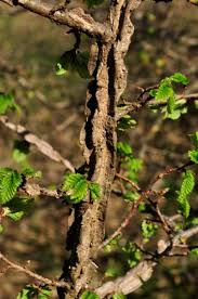 Attēlu rezultāti vaicājumam “Ulmus minor f. suberosa”