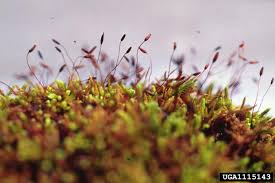 Attēlu rezultāti vaicājumam “Anomodon”