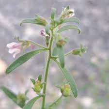 Attēlu rezultāti vaicājumam “Microrrhinum minus leaf”