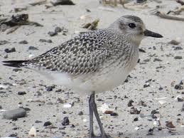 Attēlu rezultāti vaicājumam “Pluvialis squatarola”