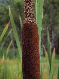 Attēlu rezultāti vaicājumam “Typha latifolia leaf”