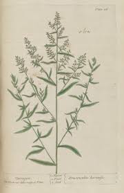 Image result for Artemisia dracunculus