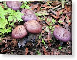 Attēlu rezultāti vaicājumam “Lepista nuda”