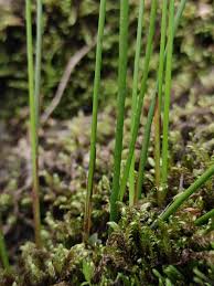 Attēlu rezultāti vaicājumam “Juncus filiformis”