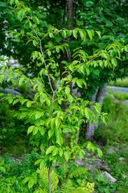Attēlu rezultāti vaicājumam “Carpinus caroliniana”