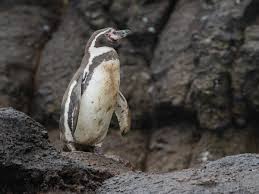 Image result for penguin