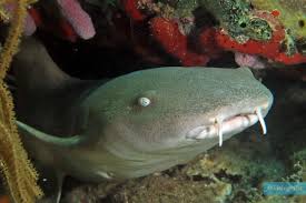 Image result for Ginglymostoma cirratum