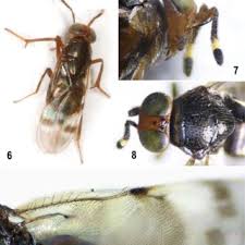 Attēlu rezultāti vaicājumam “Tetanops myopina”
