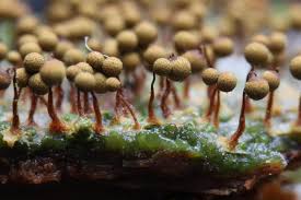 Attēlu rezultāti vaicājumam “Cribrariaceae”