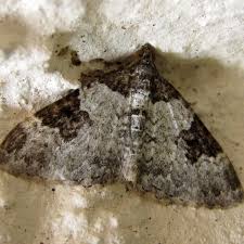 Attēlu rezultāti vaicājumam “Xanthorhoe fluctuata”