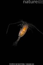 Attēlu rezultāti vaicājumam “Copepoda”