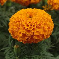 Attēlu rezultāti vaicājumam “Tagetes”