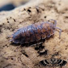 Attēlu rezultāti vaicājumam “Porcellio scaber”