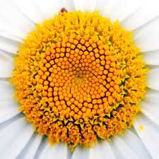 Image result for life flower