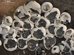 Attēlu rezultāti vaicājumam “Diderma testaceum”