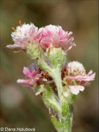 Attēlu rezultāti vaicājumam “Antennaria dioica fruit”