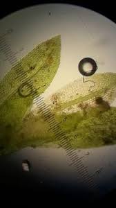 Attēlu rezultāti vaicājumam “Fissidens arnoldii”