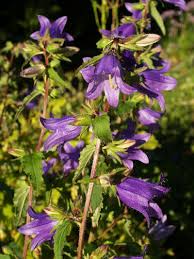 Image result for Campanula trachelium