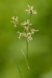 Attēlu rezultāti vaicājumam “Luzula luzuloides”