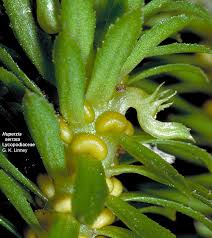 Attēlu rezultāti vaicājumam “Lycopodiaceae”