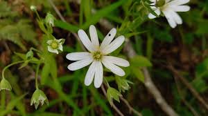 Attēlu rezultāti vaicājumam “Stellaria holostea leaf”