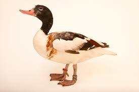 Attēlu rezultāti vaicājumam “Tadorna tadorna juvenile”