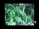 Ambience Forest Birds and Rain