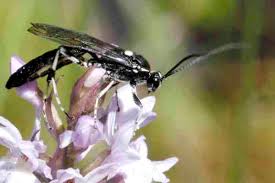 Attēlu rezultāti vaicājumam “Hydria undulata”