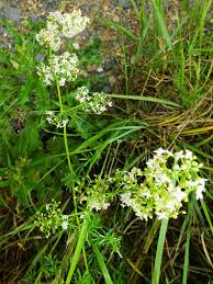 Attēlu rezultāti vaicājumam “Galium album fruit”