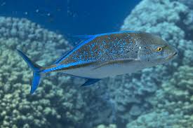 Image result for Caranx melampygus