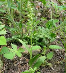 Attēlu rezultāti vaicājumam “Coeloglossum viride leaf”
