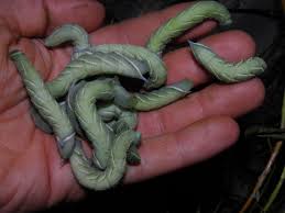 Attēlu rezultāti vaicājumam “Smerinthus ocellata”