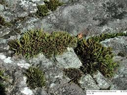 Attēlu rezultāti vaicājumam “Schistidium robustum”