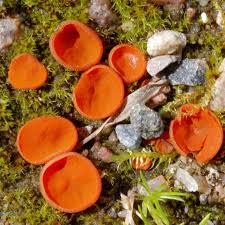 Attēlu rezultāti vaicājumam “Melastiza chateri”